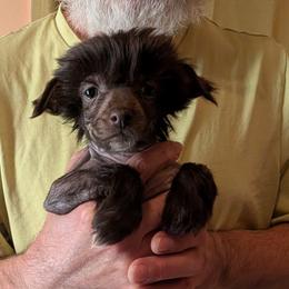 DaoDog Marvel Diva Mottilda - Chocolate female Chinese Crested puppy in Highland Park, Michigan from Family Kennel Dao Dog