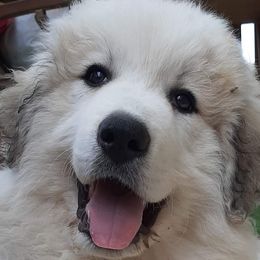Great Pyrenees from Four Clover Kennel
