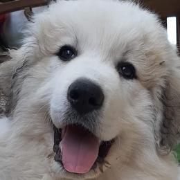 Great Pyrenees from Four Clover Kennel
