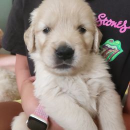 Pretzel - Golden female Golden Retriever puppy in Frederick, Maryland from Sugarloaf Golden Retrievers (Formerly Vixena Golden Retrievers)