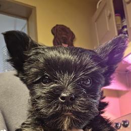 Rowan - Black and gold female Yorkshire Terrier puppy in West Enfield, Maine from GRIFFEY'S SPA AND KENNEL