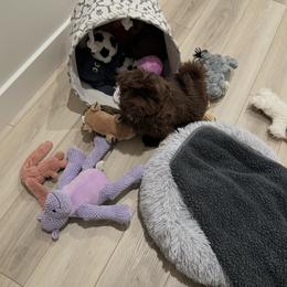Shih Tzu puppies from Irma's Shih Tzus