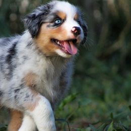 Australian Shepherd Puppies from Kenmont Kennels