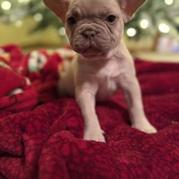 Bulldog and French Bulldog Puppies from Midwest Monster Made Bulldogs