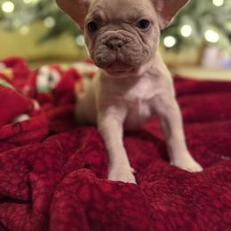 Bulldog and French Bulldog Puppies from Midwest Monster Made Bulldogs