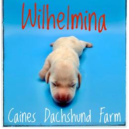 Wilhelmina - Cream female Dachshund puppy in Cincinnati, Ohio from Caines Dachshund Farm