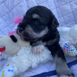 Purple - Salt and pepper female Miniature Schnauzer puppy in Ravensdale, Washington from Serenity Schnauzers