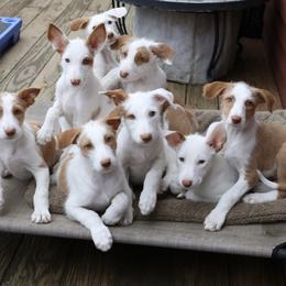 Ibizan Hound Puppies from Altamira Wire Ibizan Hounds