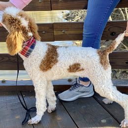 Golden Aussiedoodles, Goldendoodles, and Poodles from Kama'aina Doodles