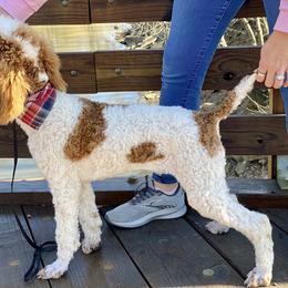 Golden Aussiedoodles, Goldendoodles, and Poodles from Kama'aina Doodles