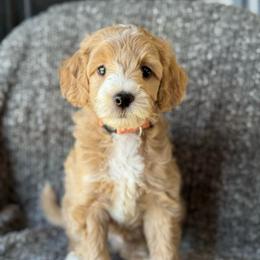 Wick - Apricot male Goldendoodle puppy in Wharton, Texas from Little Fur Friends