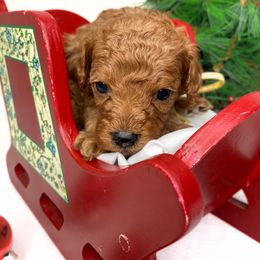 Dasher - Red male Cavapoo puppy in Pleasant Grove, Utah from Puppy Buddy USA