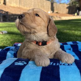 Porter - Apricot Goldendoodle puppy in San Diego, California from CrystalBay Doodles