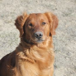 Golden Retrievers from Ponderay Golden’s