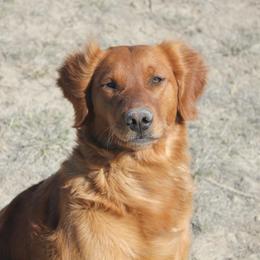 Golden Retrievers from Ponderay Golden’s
