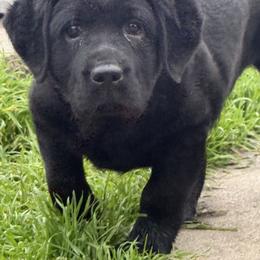 Mario - Black male Labrador Retriever puppy in Dixon, California from Rosslyn Labradors (Rose-Line)