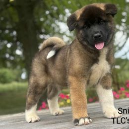 Snickers - Brown, black overlay male Akita puppy in Chillicothe, Missouri from TLC Akitas