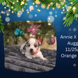 Orange Male - Blue merle and white male American Corgi puppy in Campbellsburg, Indiana from Kates Corgis