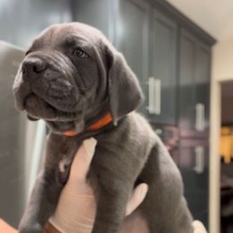 Romeo - Gray male Cane Corso puppy in Las Vegas, Nevada from LV3M Cane Corso