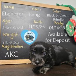 Ebenezer - Brindle male Dachshund puppy in Hoquiam, Washington from Heyd's Mini Dachshunds