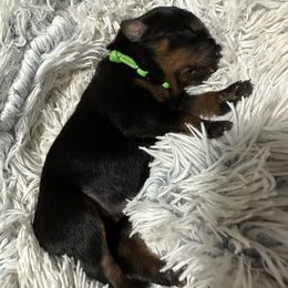 Rottweiler Puppies from Khaotic Rottweilers