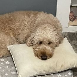 Goldendoodles from Danielle's Goldendoodles