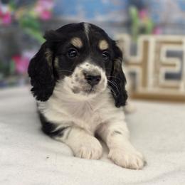 Aston - Piebald male Dachshund puppy in Norwood, Missouri from Madra's Dashing Doxies
