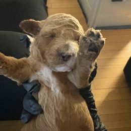 Poodle Puppies from Tyndaleia Watson