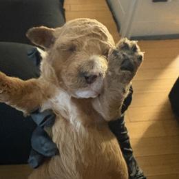 Poodle Puppies from Tyndaleia Watson