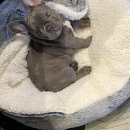 French Bulldog Puppies from Lyrics French Bullies LLC