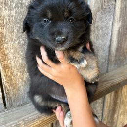 Maleficent - Black tri-color female Australian Shepherd puppy in Whitwell, Tennessee from Owl Hollow Farm