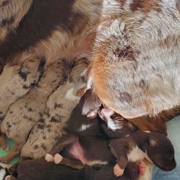 Australian Shepherd Puppies from Heart2Heart Pups LLC