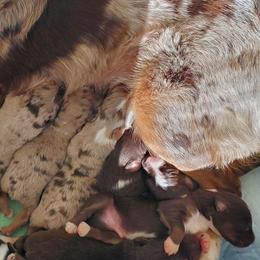 Australian Shepherd Puppies from Heart2Heart Pups LLC