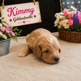 Double Doodle, Goldendoodle, and Labradoodle Puppies from Godley Doodles Of Texas