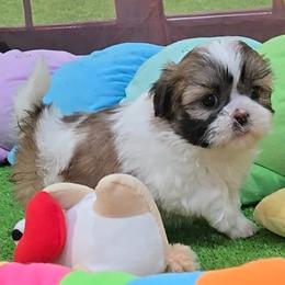 Lilith.Lola - Brindle and white female Shih Tzu puppy in Aurora, Missouri from KnJ Precious Paws LLC