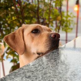 Labrador Retrievers from Jana's Labrador Retrievers