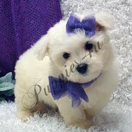 Poodle Puppies from Puppies-4U