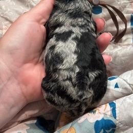 Harley (brown) - Merle male Whoodle puppy in Rising Sun, Indiana from Ruby Lane Doodles