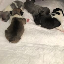 French Bulldog Puppies from Scrumptious Paws