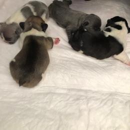 French Bulldog Puppies from Scrumptious Paws