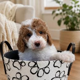Heidi - Parti female Goldendoodle puppy in Yuciapa, California from AlltheDoodlez_