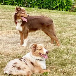 Australian Shepherd All Grown Up from Black Rock Farm Aussies