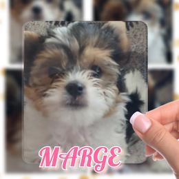 Yorkshire Terrier Puppies from Schultz Yorkies byGrace