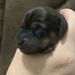 Dark masked male - Sable male Dachshund puppy in Bethany, Connecticut from Mardox Dachshunds