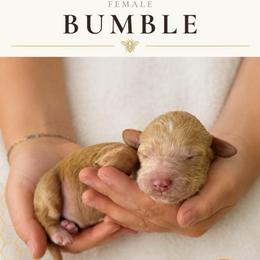 Bumble - Red female Labradoodle puppy in Kingman, Arizona from The Dood Ranch