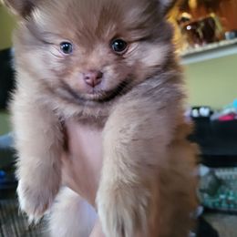 Pomeranian Puppies from Potomac Pomeranians
