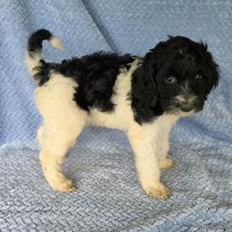 Snoopy - Black male Irish Doodle puppy in Bonifay, Florida from Heavenly Poodles