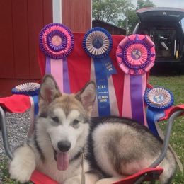 Alaskan Malamutes from SnoCap Kennel