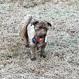 Havana - Havanese