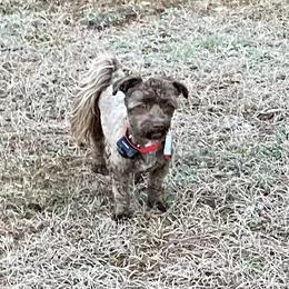 Havana - Havanese
